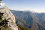 Sequoia